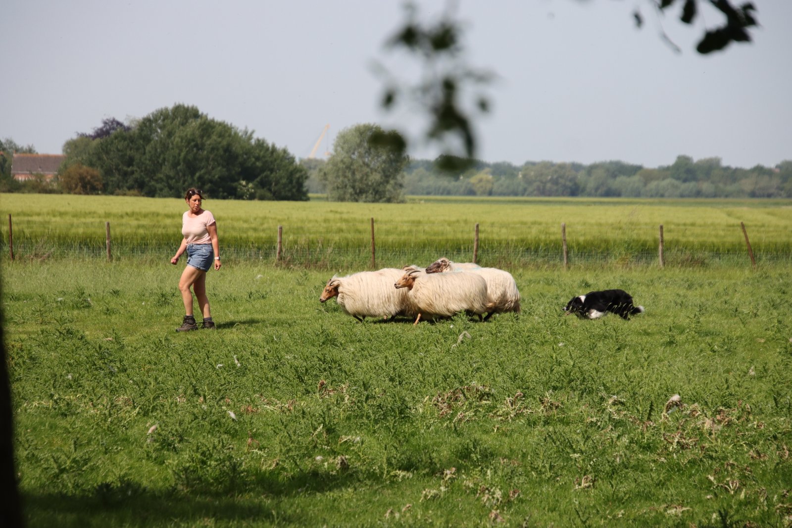2026 0523 24 Zaamslag 064