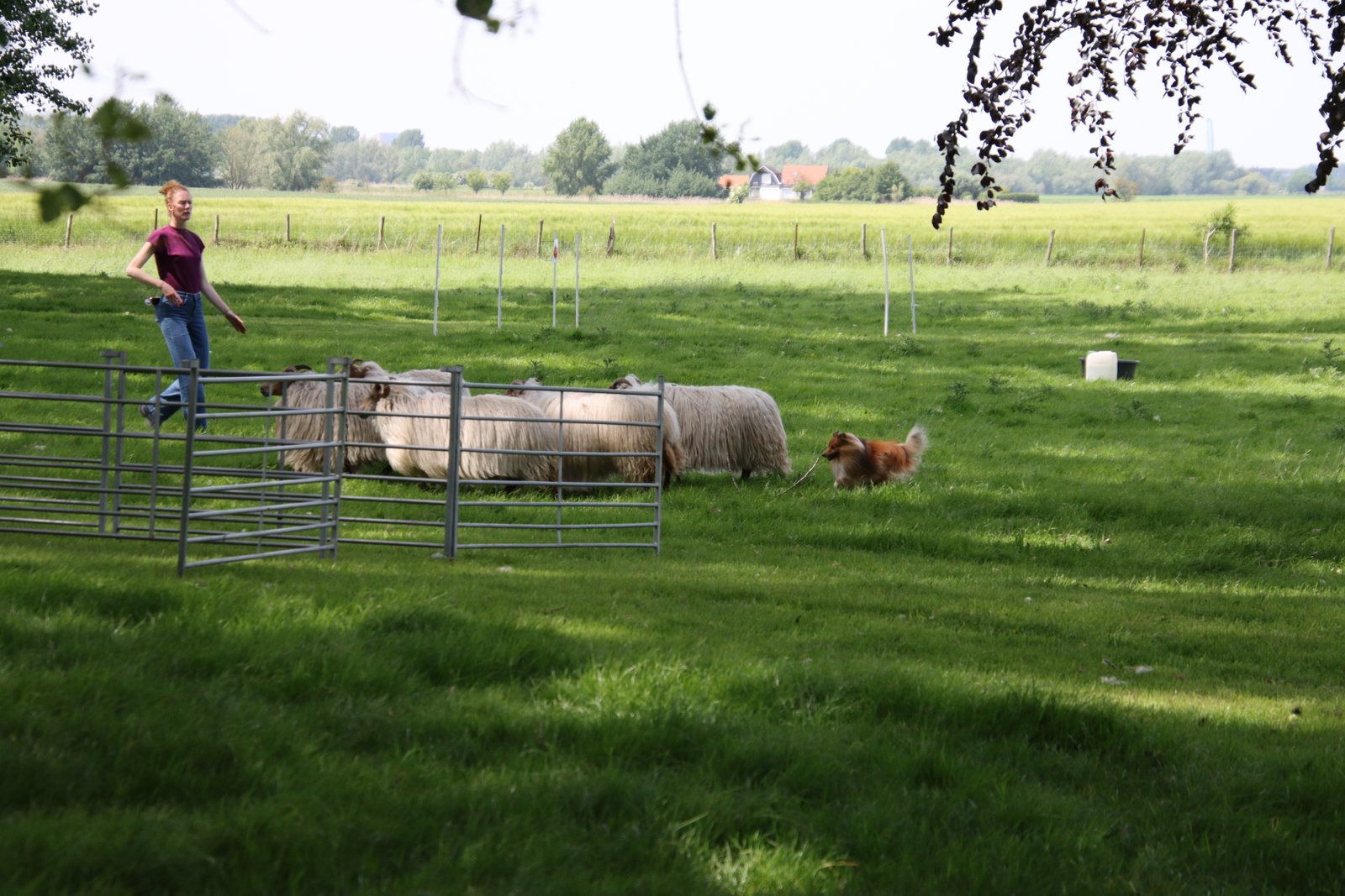 2026 0523 24 Zaamslag 095