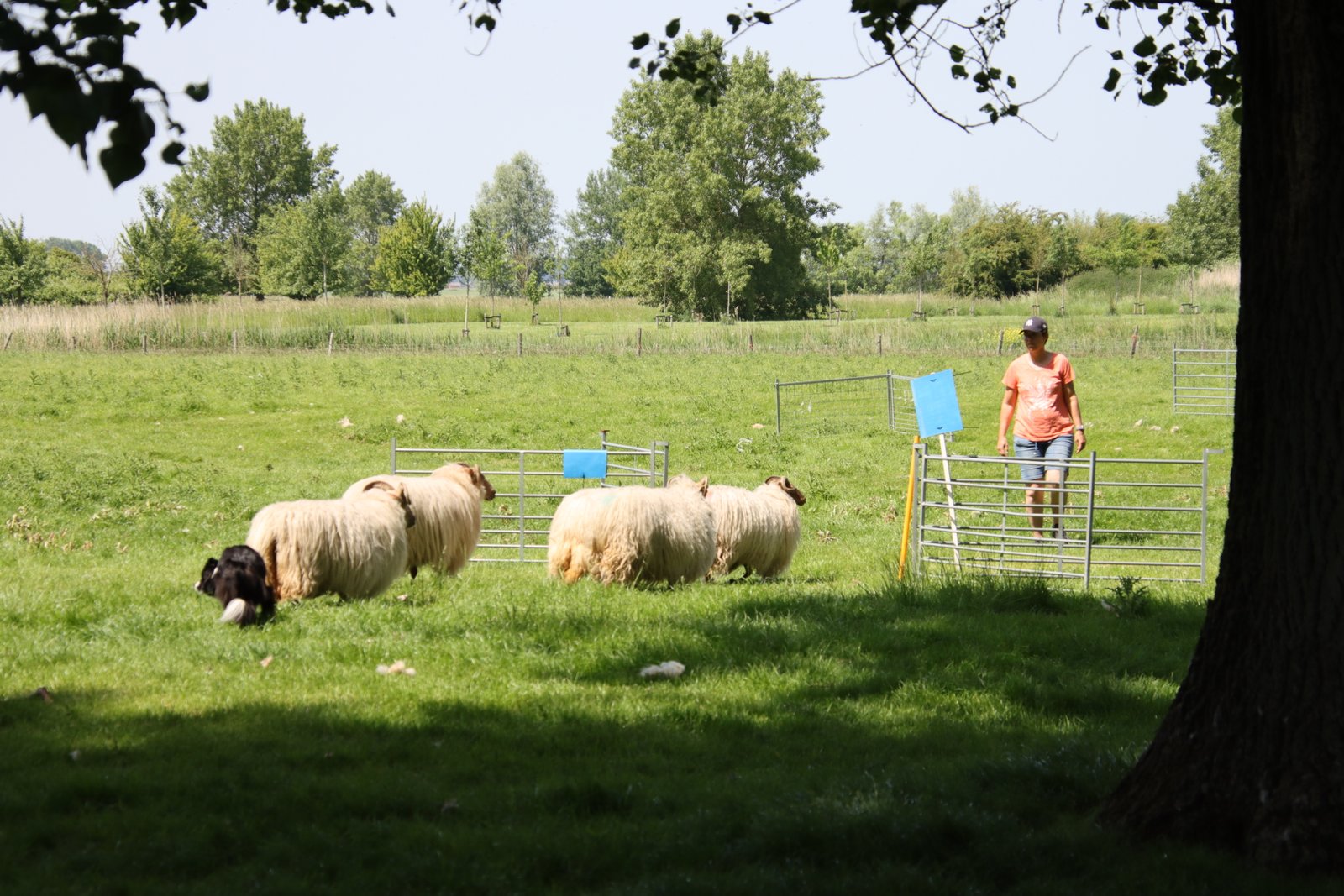 2026 0523 24 Zaamslag 259