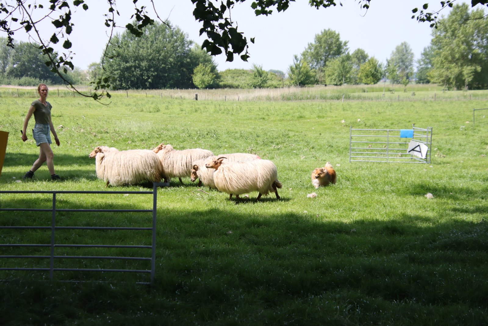 2026 0523 24 Zaamslag 268