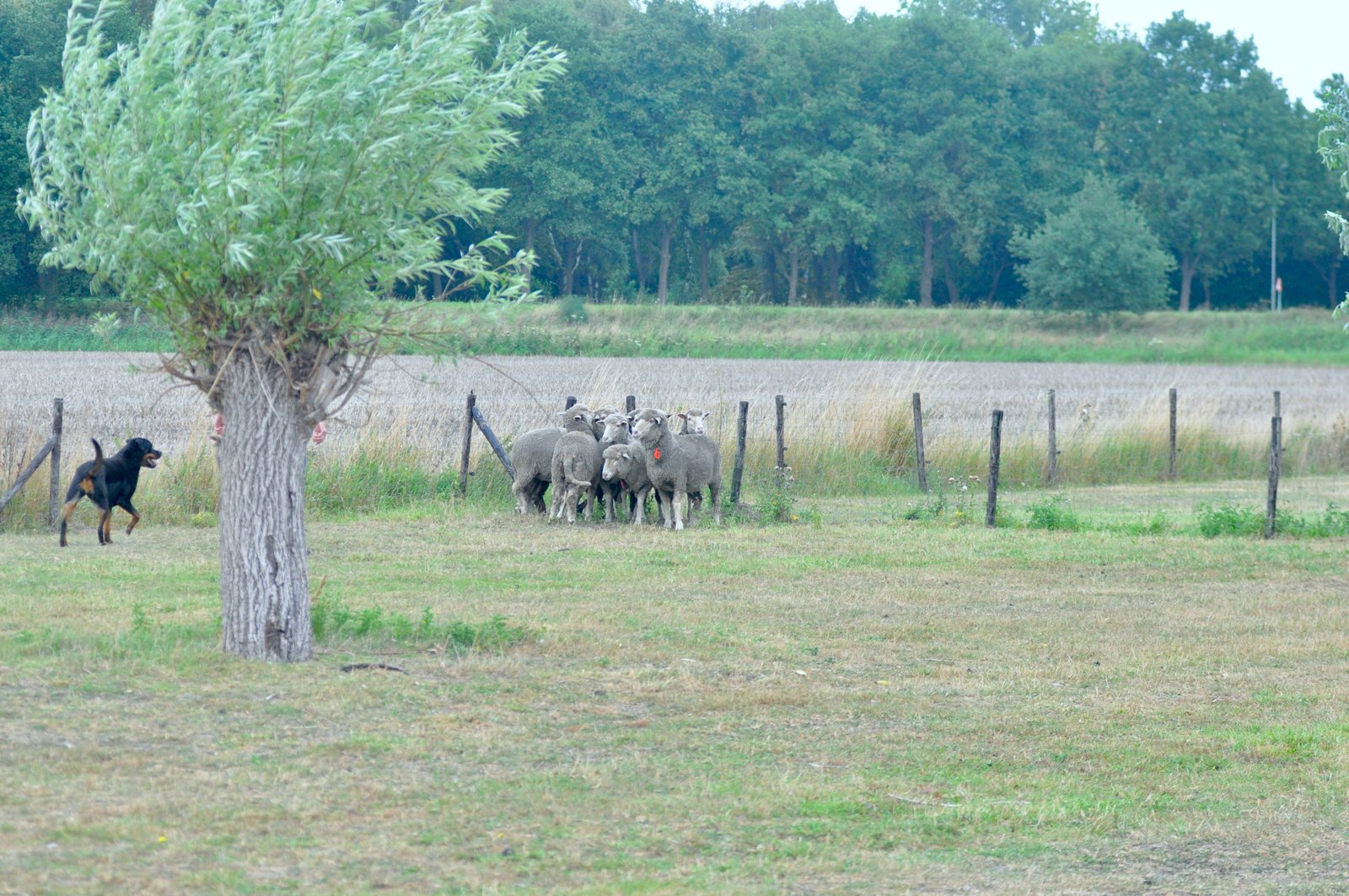 4DC29CA8 2FD2 4630 86F1 6C9532A07B94 1 201 a