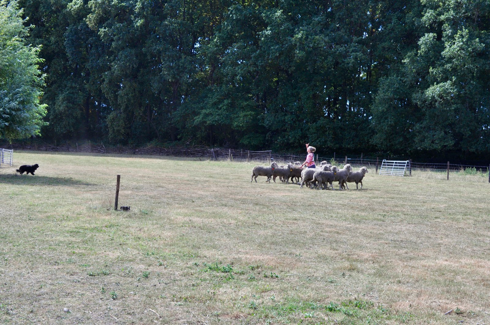 D80D6227 9D8B 49E6 BE22 9B2E563B0D38 1 201 a