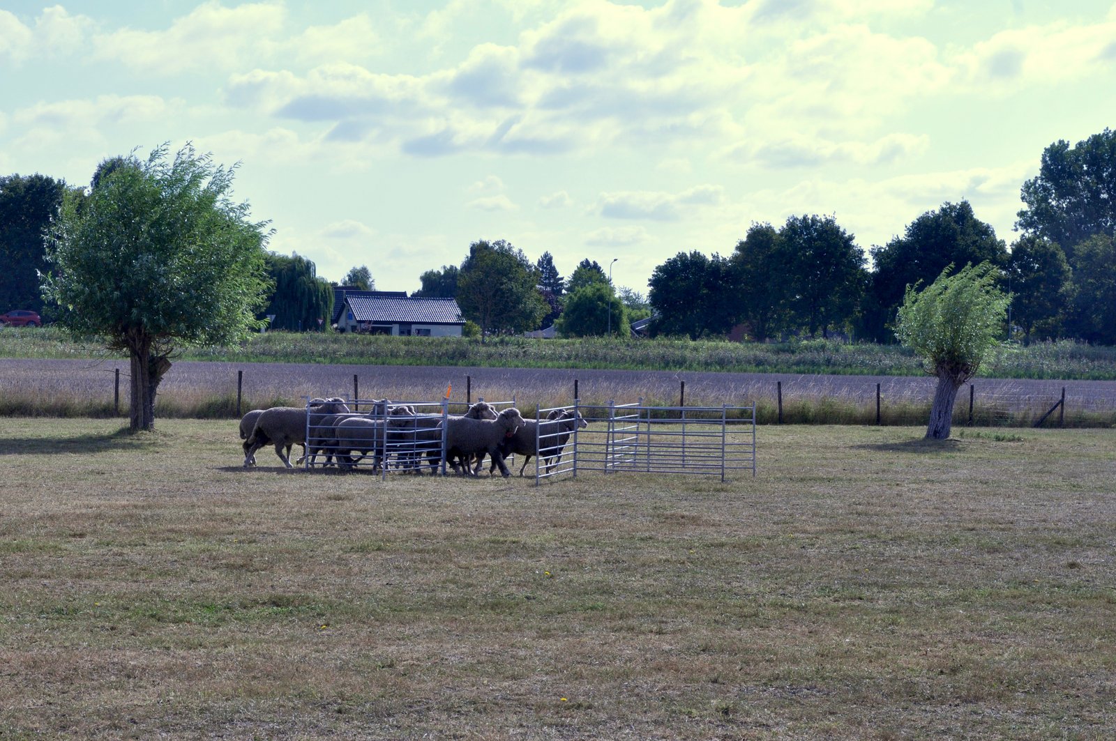 E0B0A89B CFC6 4DA8 B716 5EFFC3760432 1 201 a